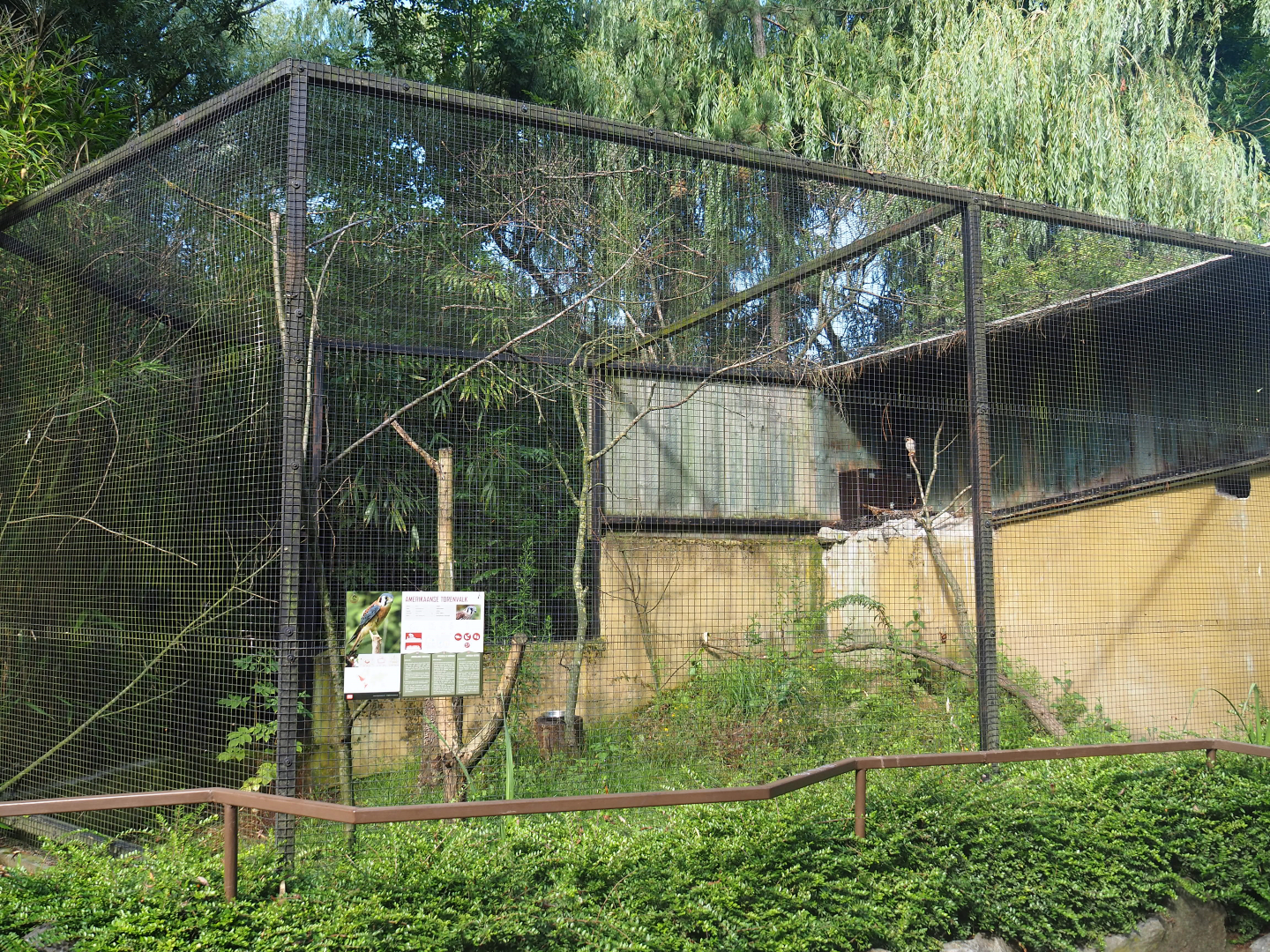 American kestrel aviary, 2019-08-11