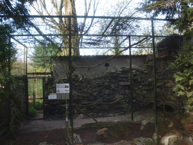 American kestrel aviary (April 19th, 2015)