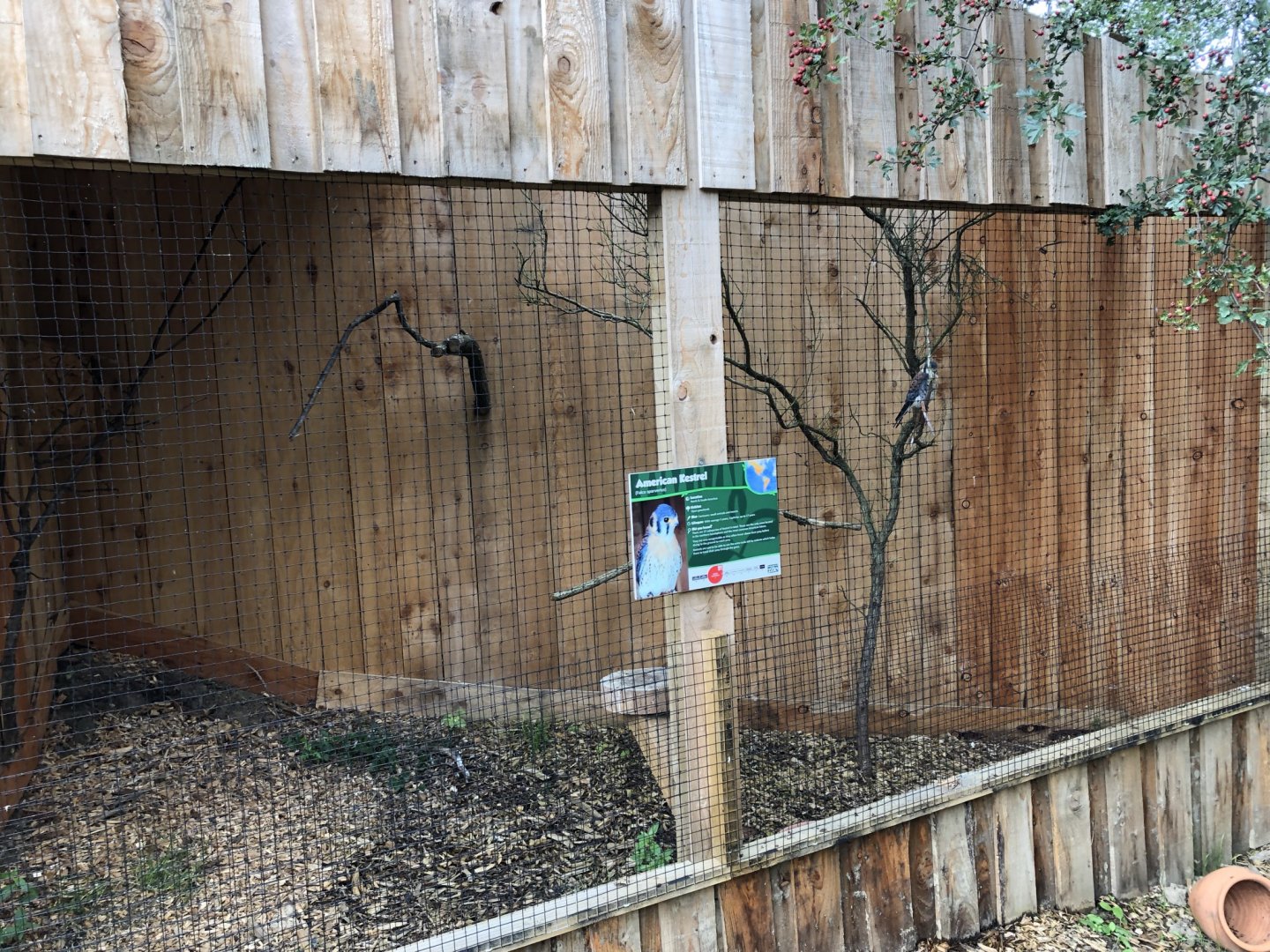 American Kestrel Aviary at Northumberland Country Zoo (September 2021)