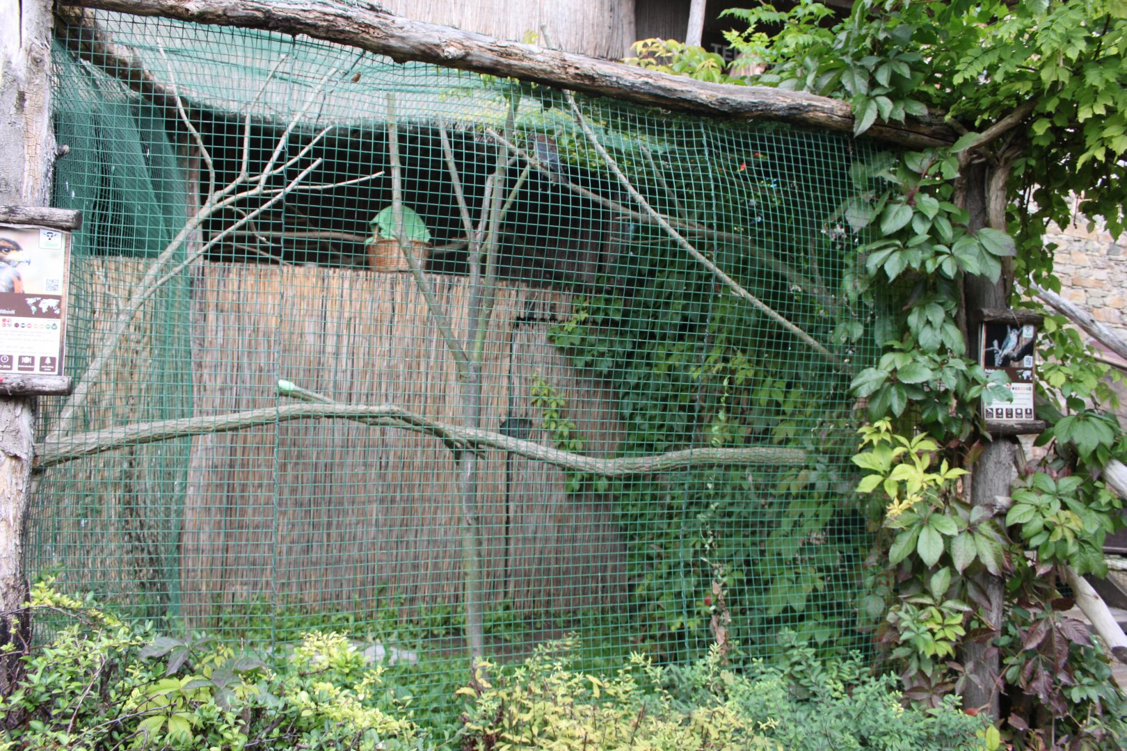 American kestrel aviary