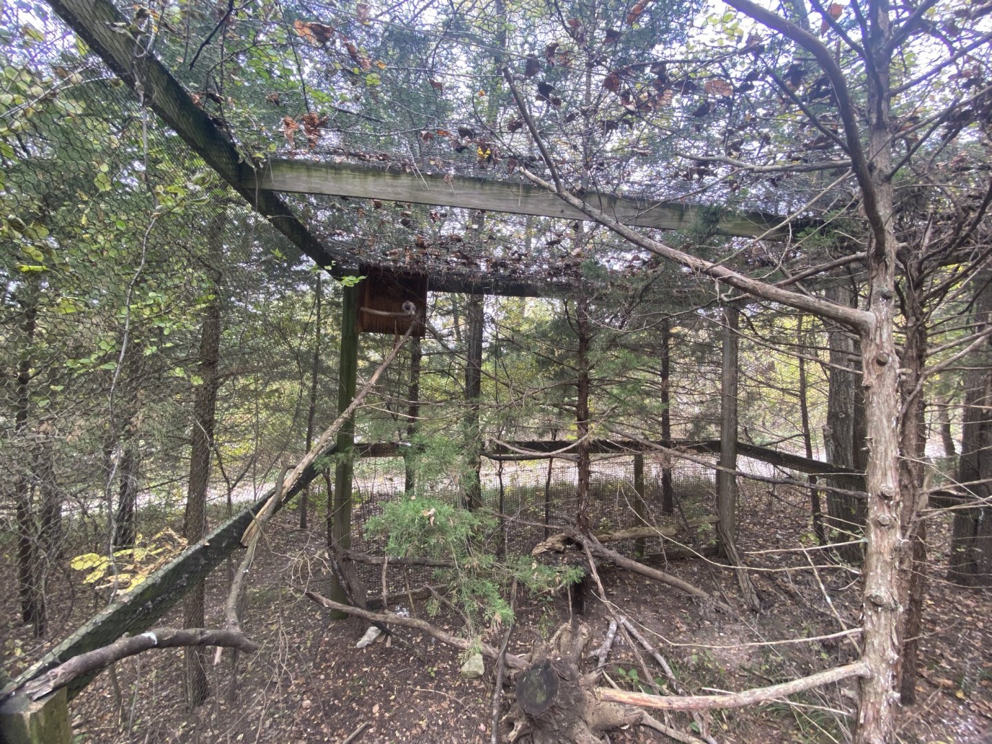 American Kestrel Aviary