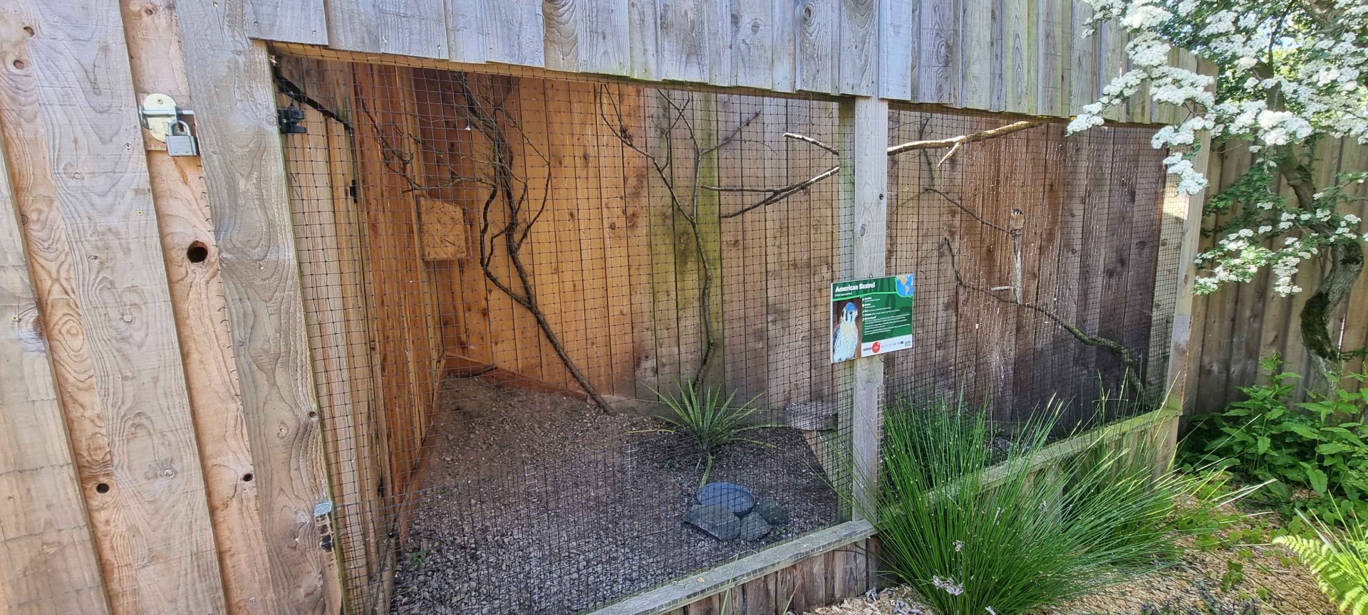 American Kestrel Aviary