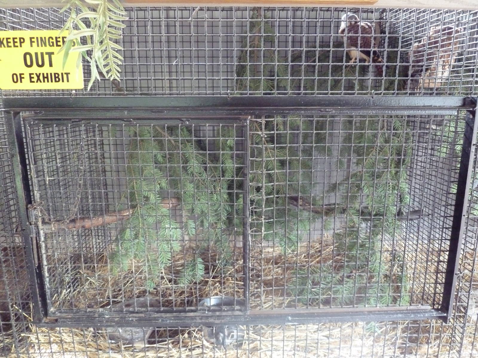 American Kestrel Cage