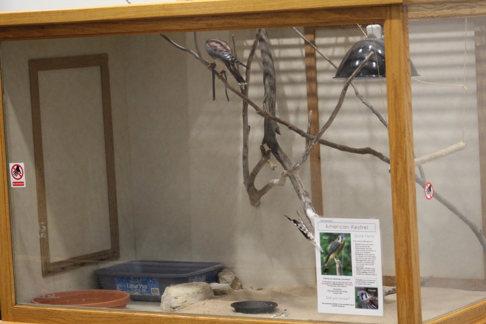American Kestrel Enclosure
