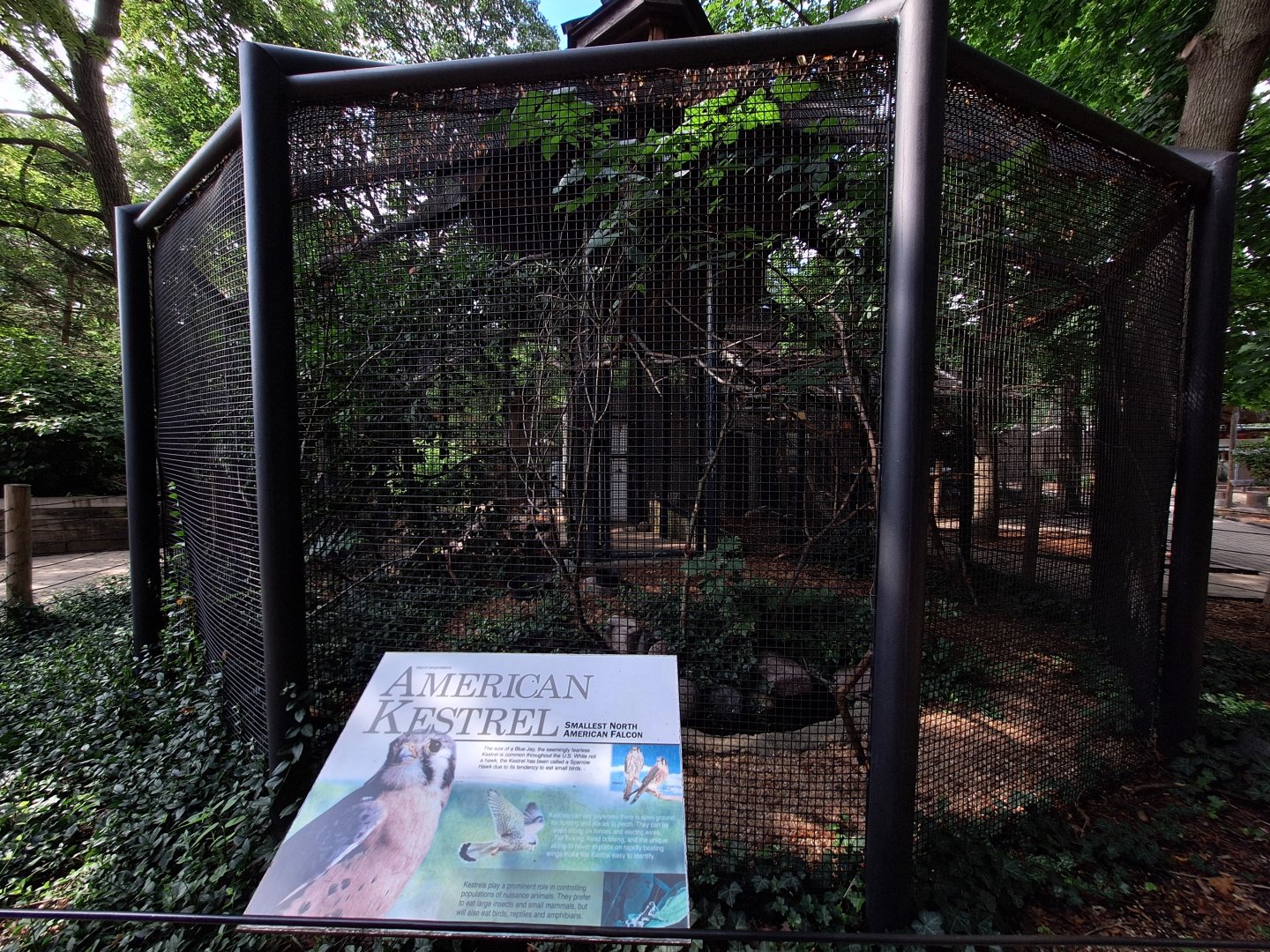 American Kestrel enclosure
