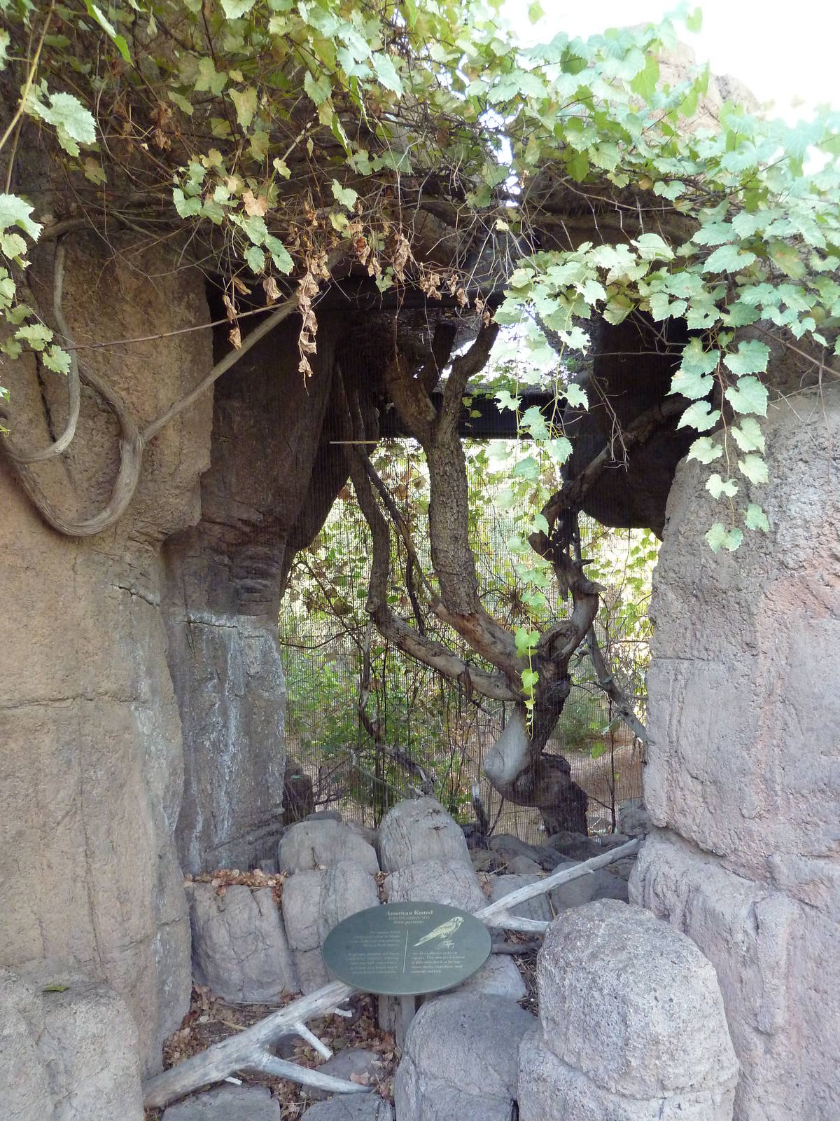 American Kestrel Exhibit