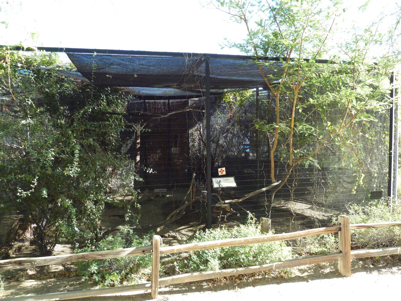 American Kestrel Exhibit
