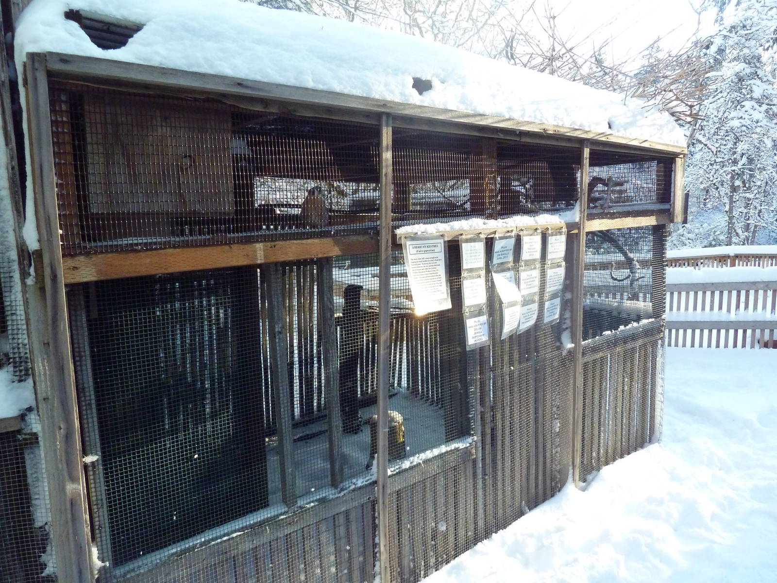 American Kestrel Exhibit