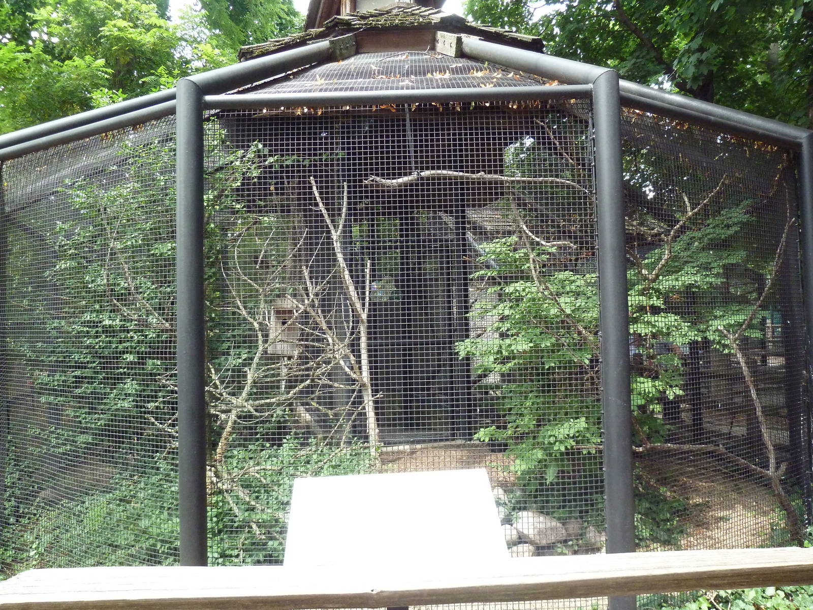 American Kestrel Exhibit