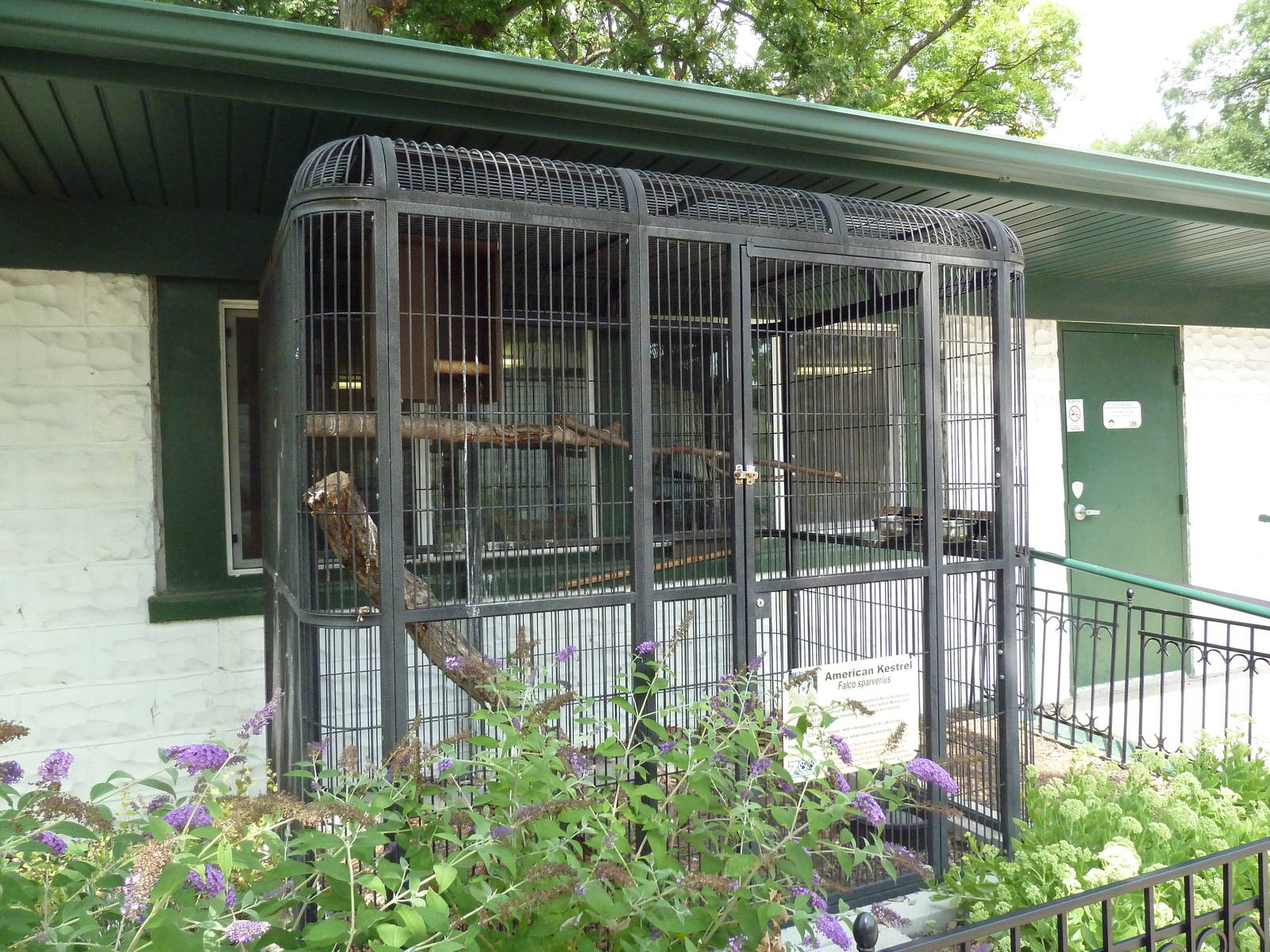 American Kestrel Exhibit