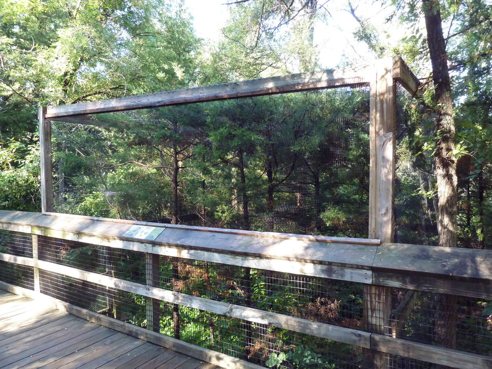 American Kestrel Exhibit