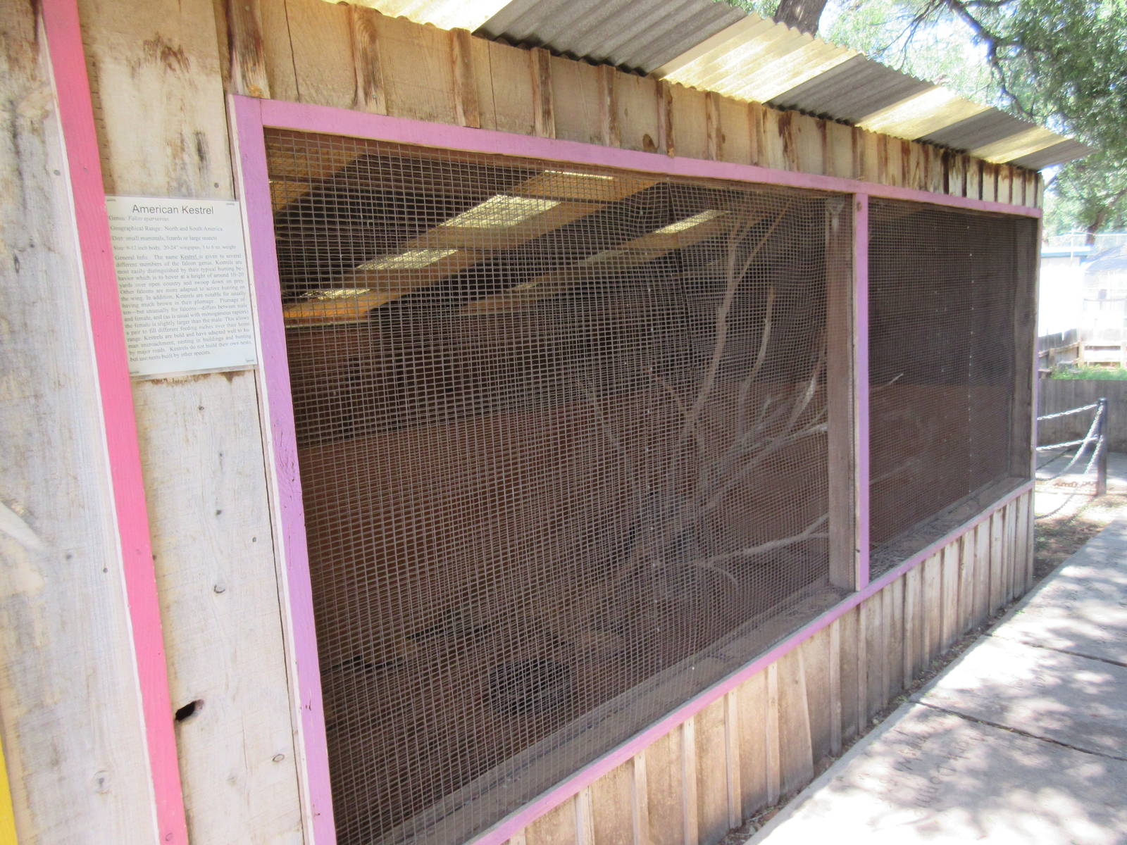 American Kestrel Exhibit