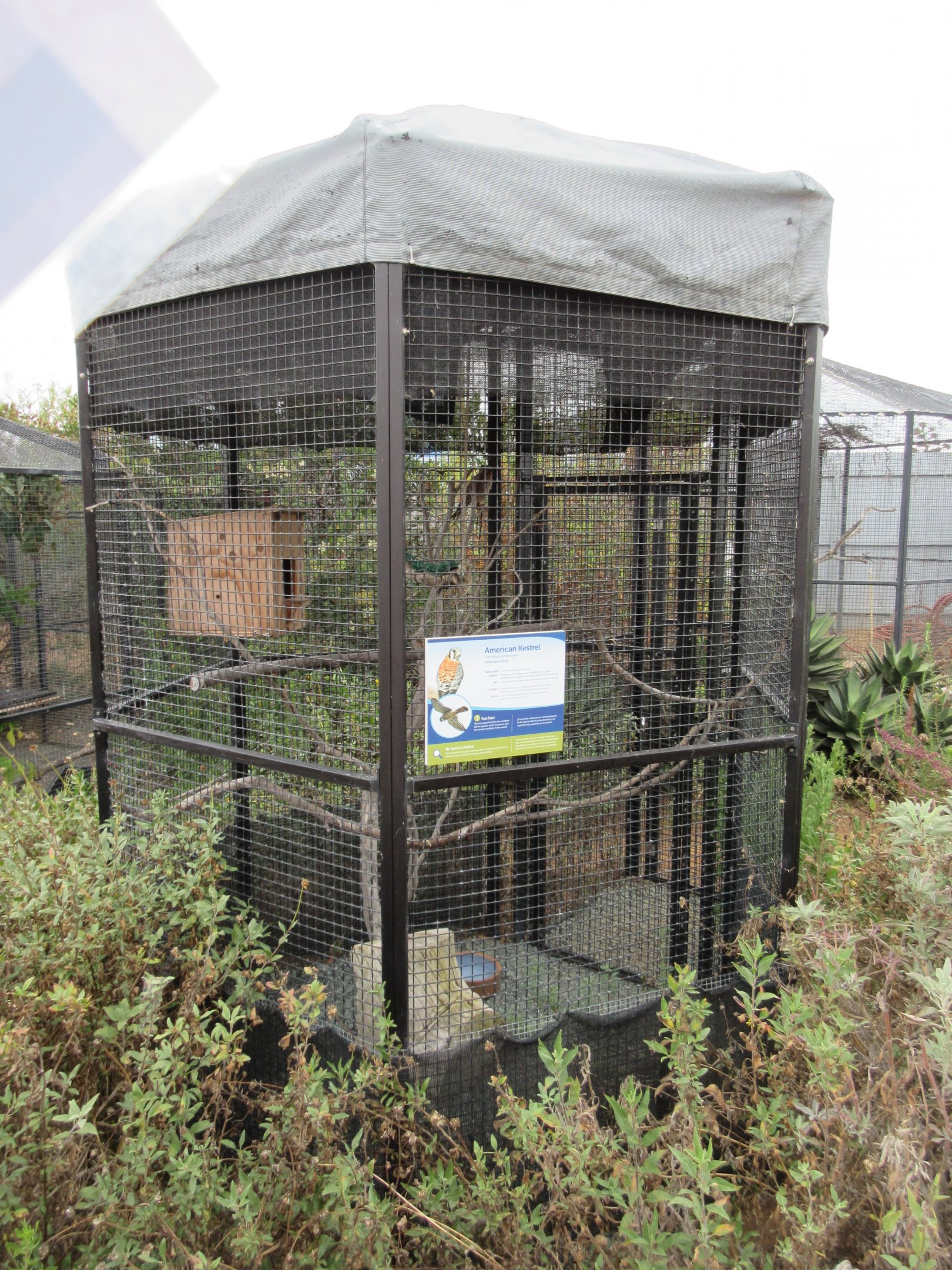 American Kestrel Exhibit