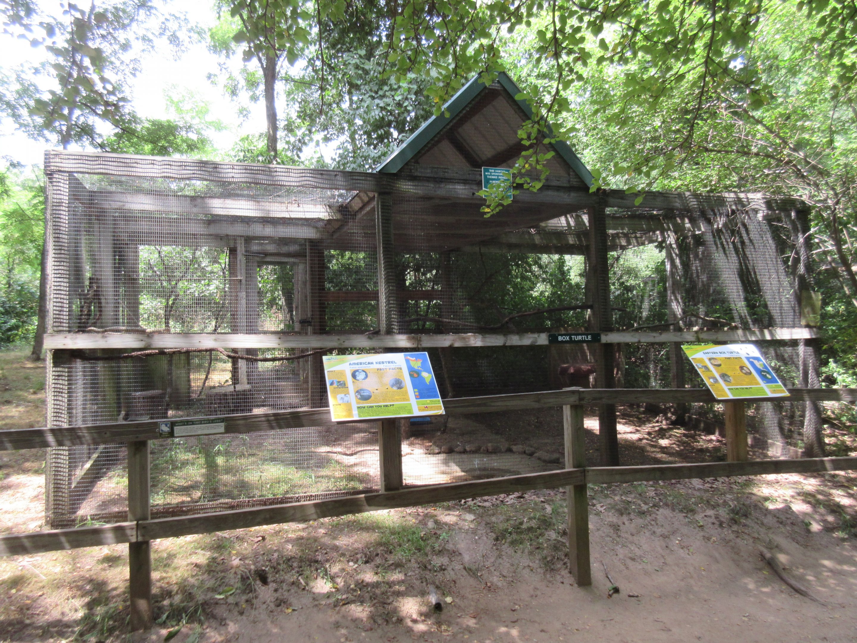American Kestrel Exhibit