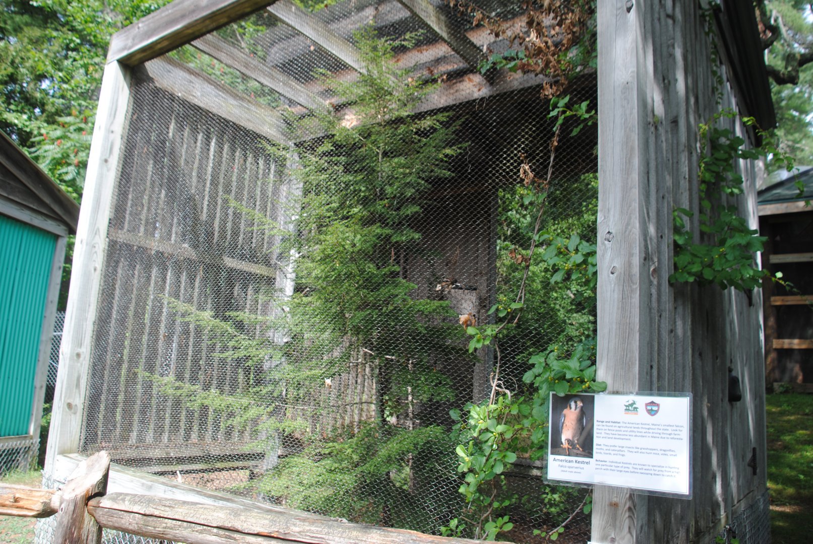 American Kestrel exhibit