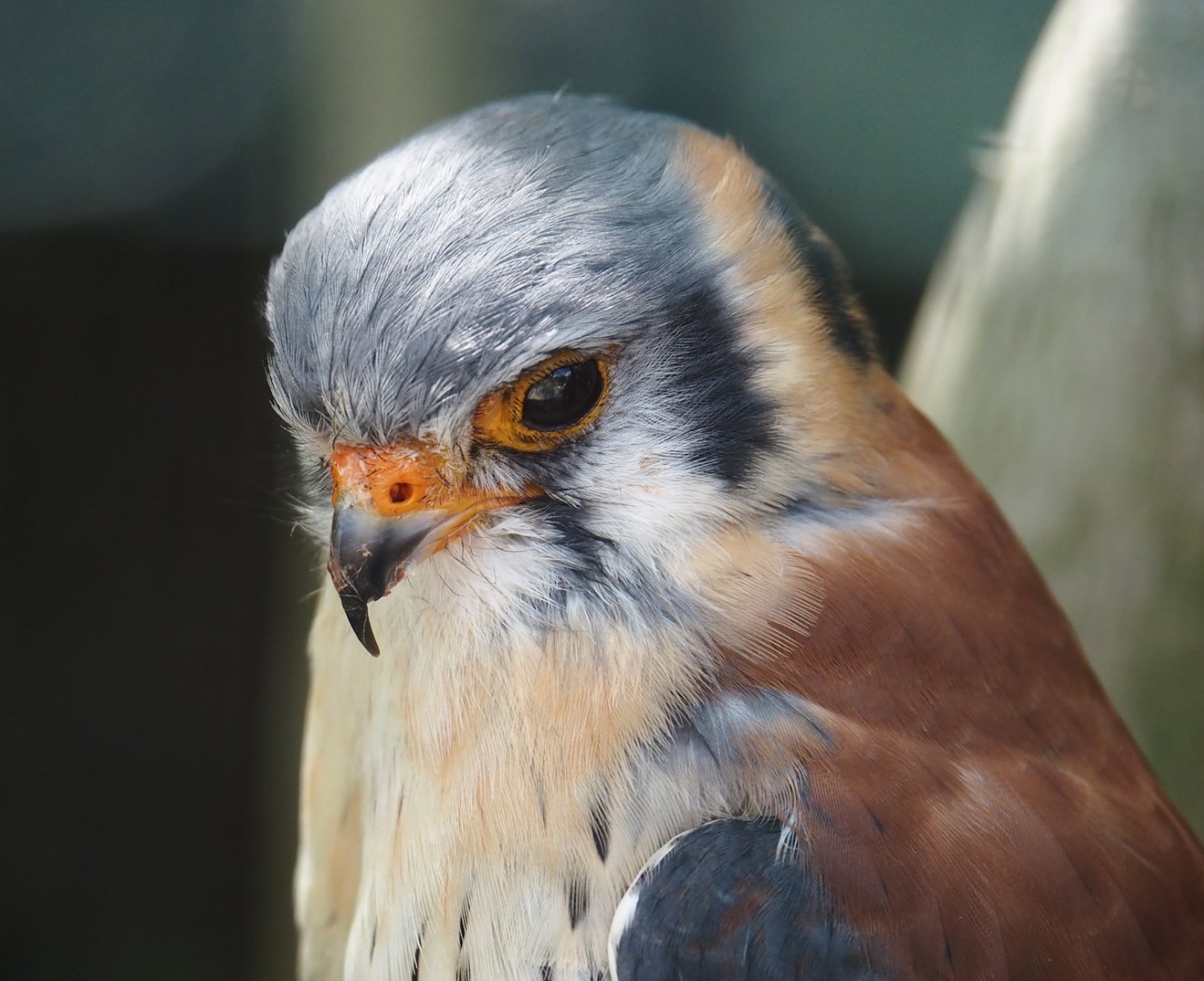American kestrel (Falco sparverius), 2024-05-21