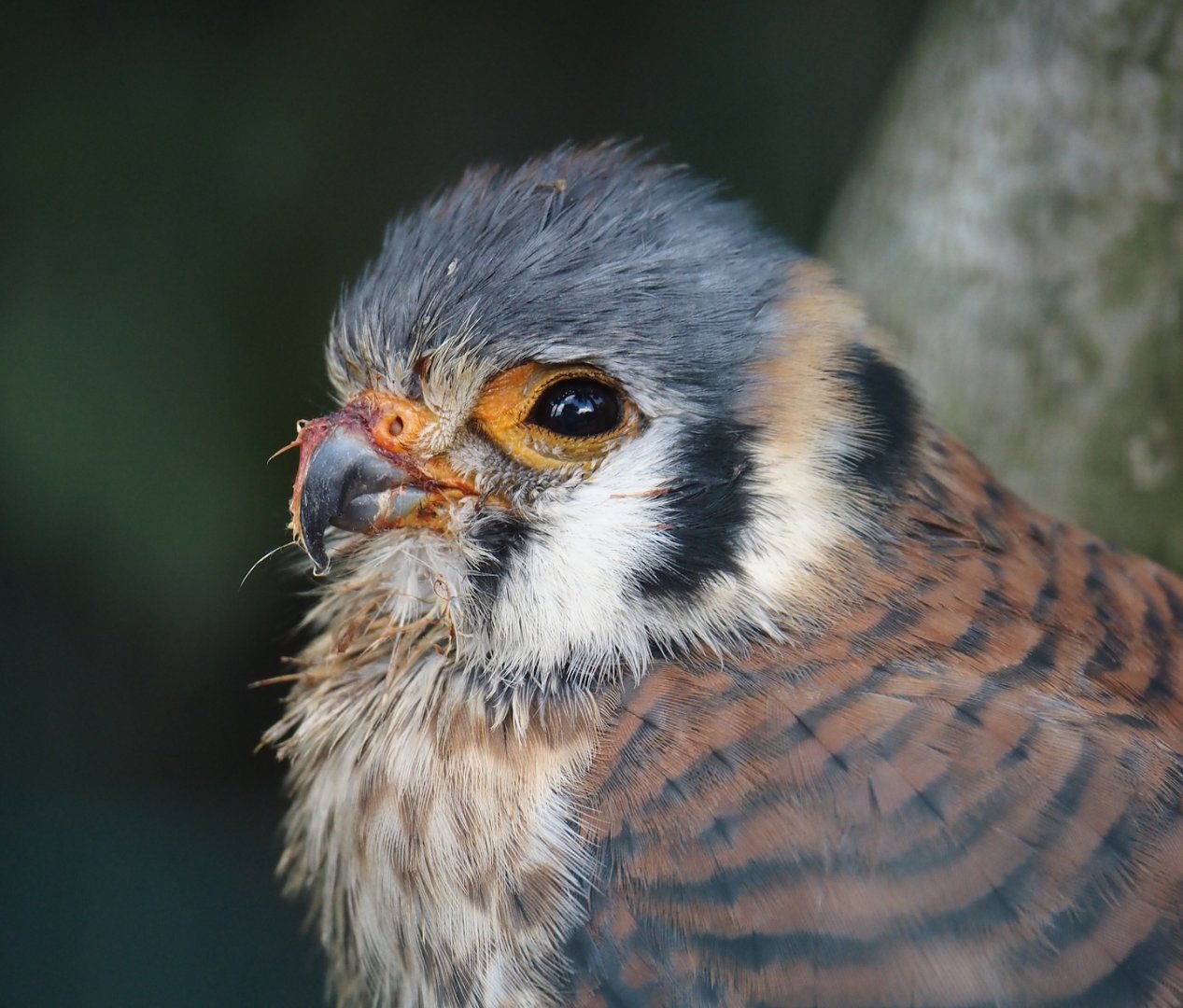 American kestrel (Falco sparverius), 2024-05-23