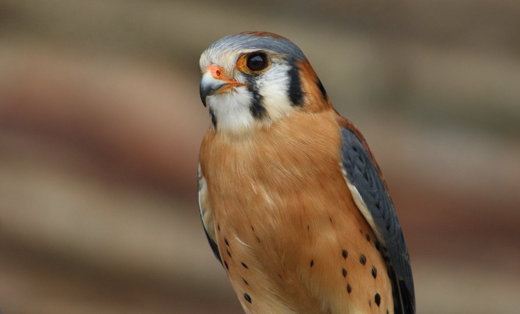 American Kestrel (Falco sparverius sparverius)