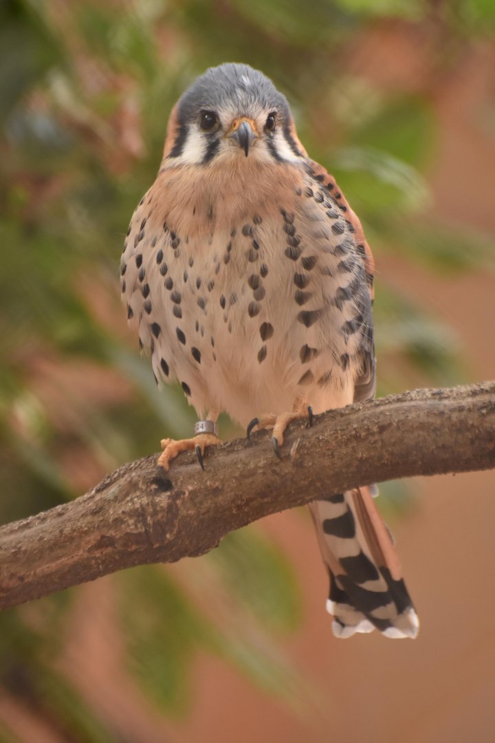 American kestrel (Falco sparverius)