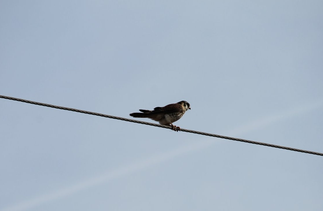 American Kestrel (Falco sparverius)
