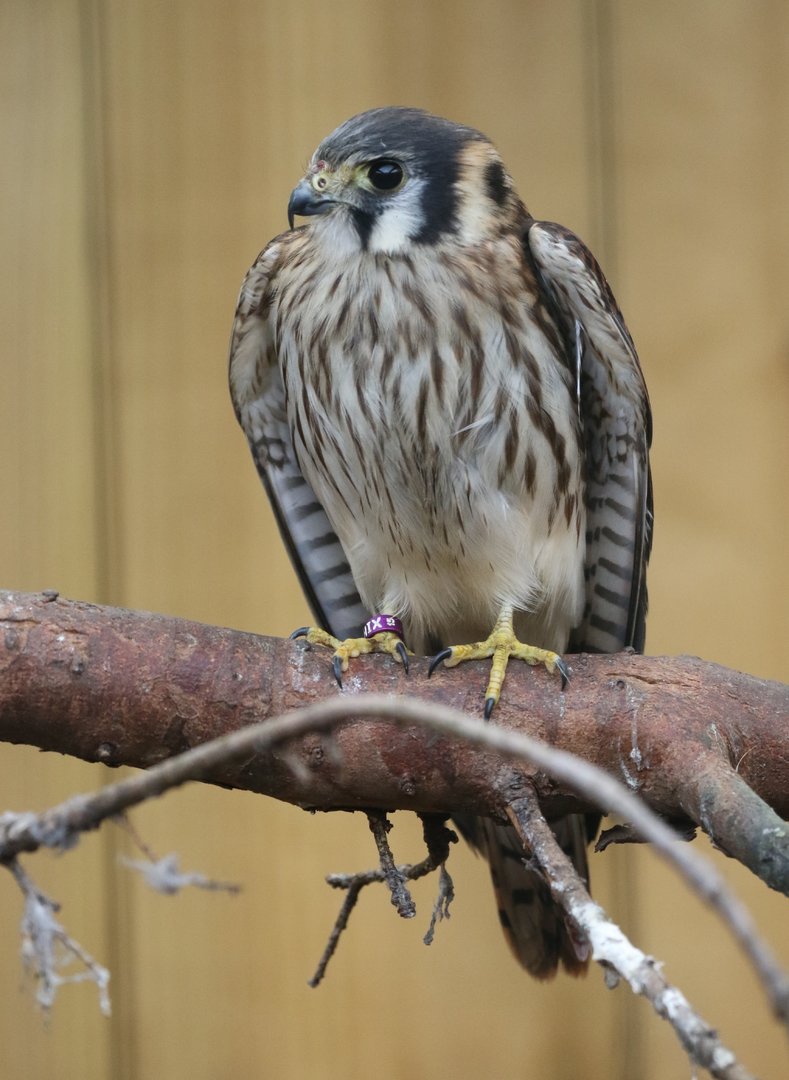 American Kestrel (Falco sparverius)