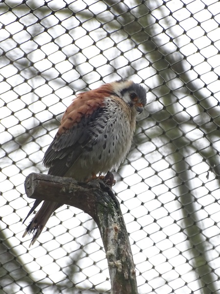 American kestrel (Falco sparverius)
