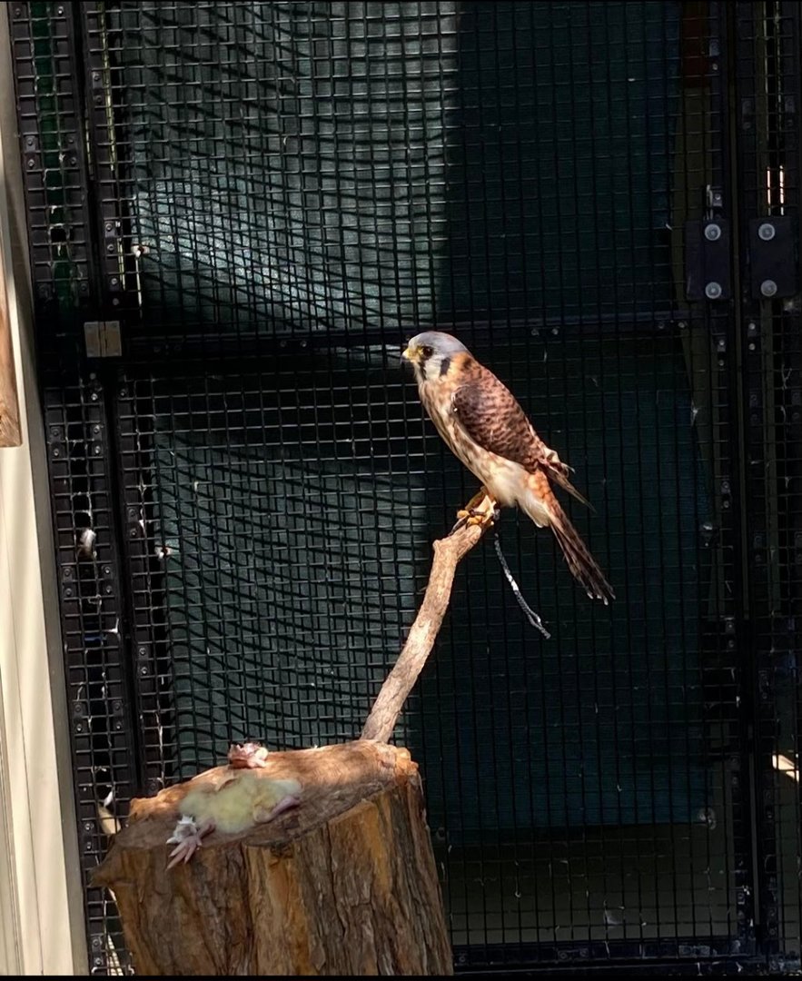 American Kestrel (Outdoor Discovery Center, Holland MI, 8/8/23