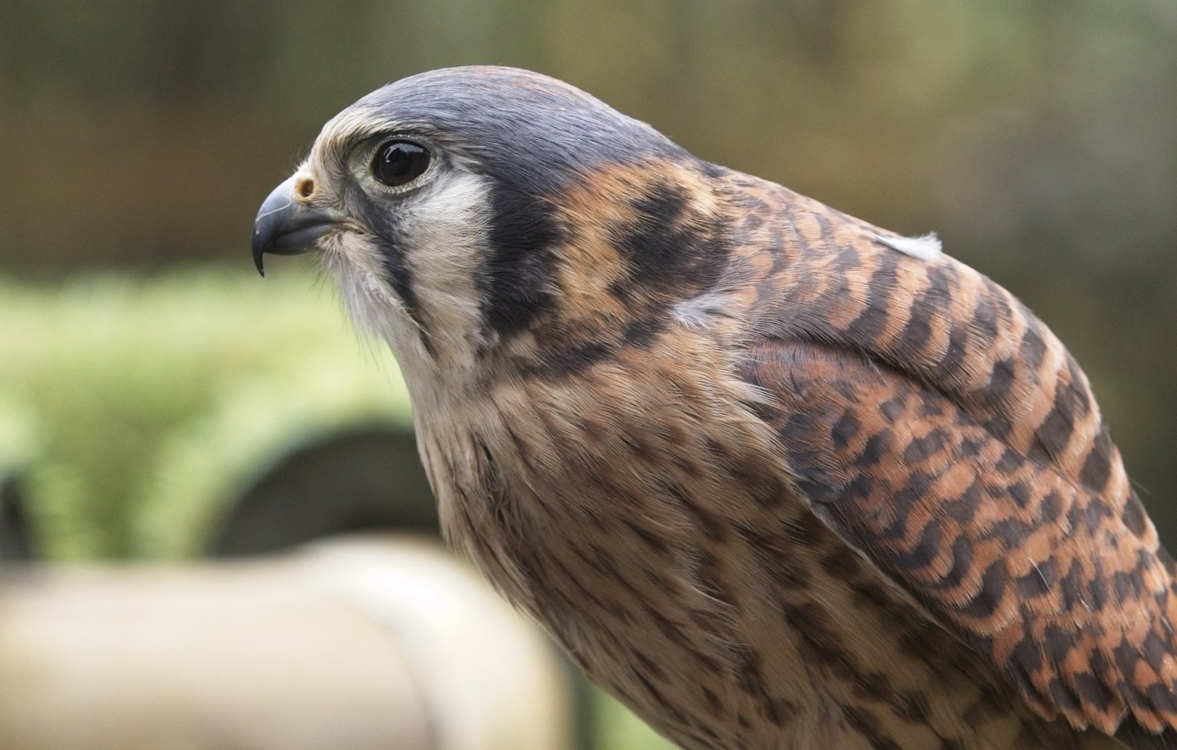 American Kestrel (Peggy)