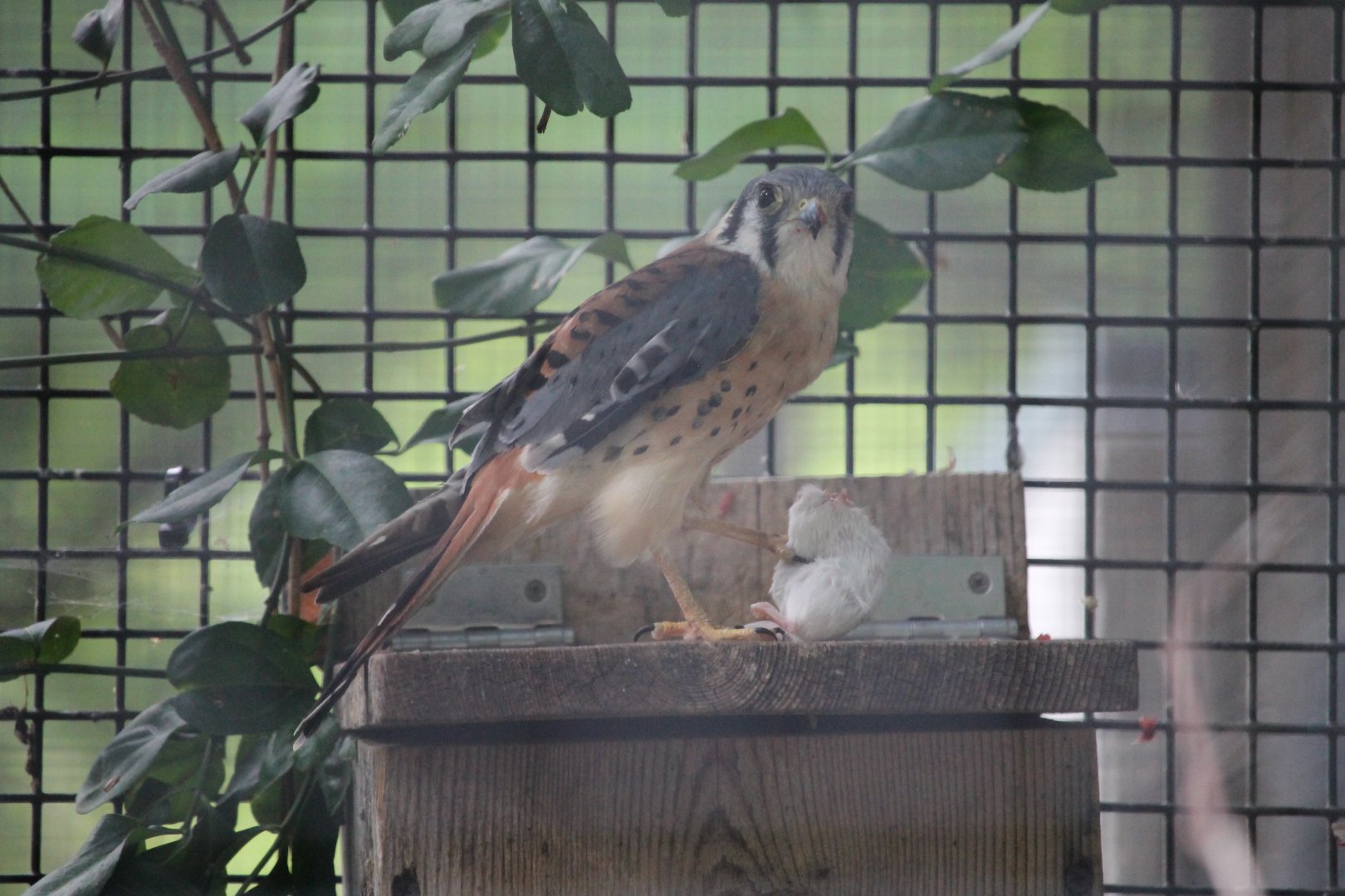 American Kestrel with lunch