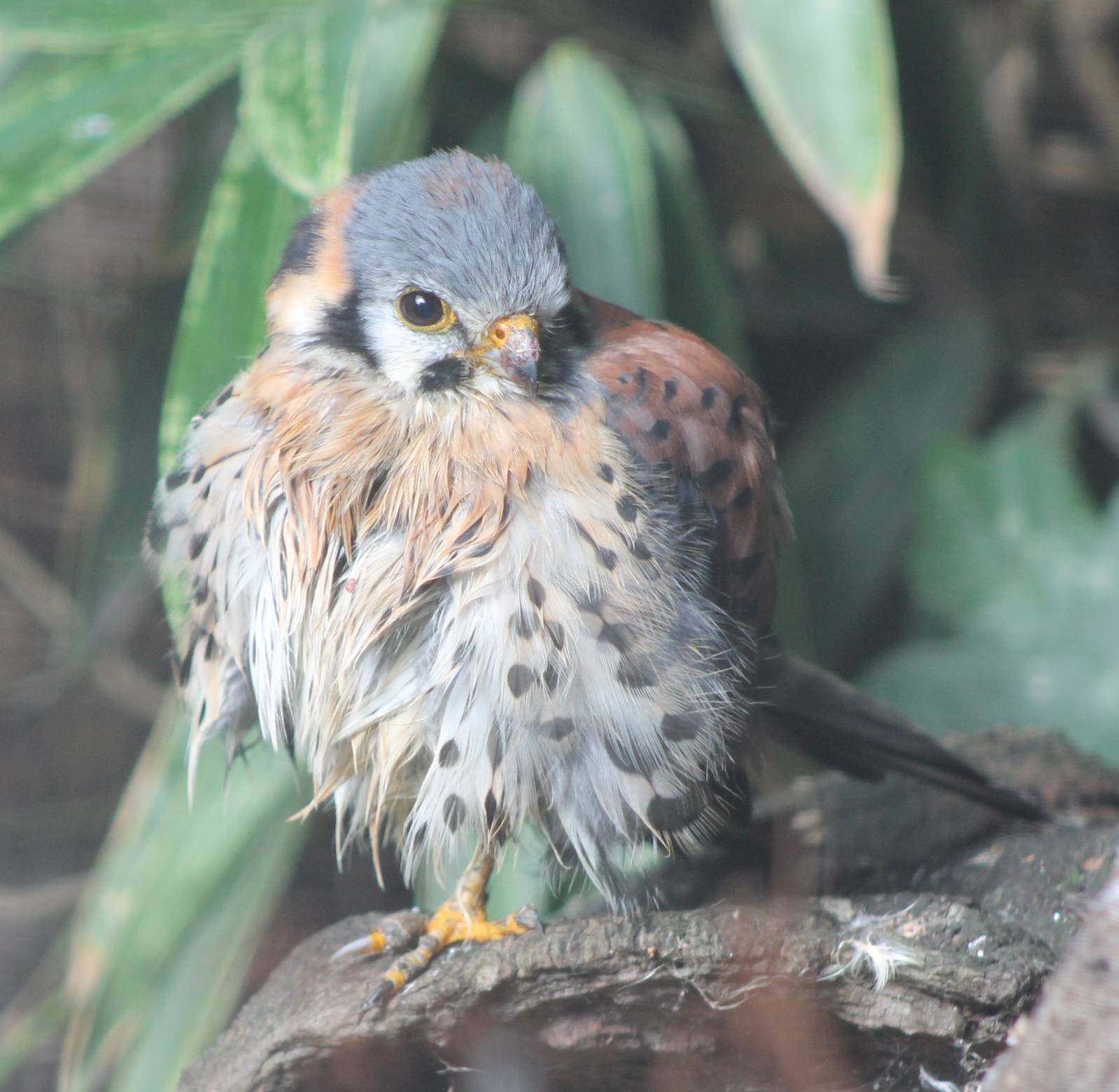 american kestrel