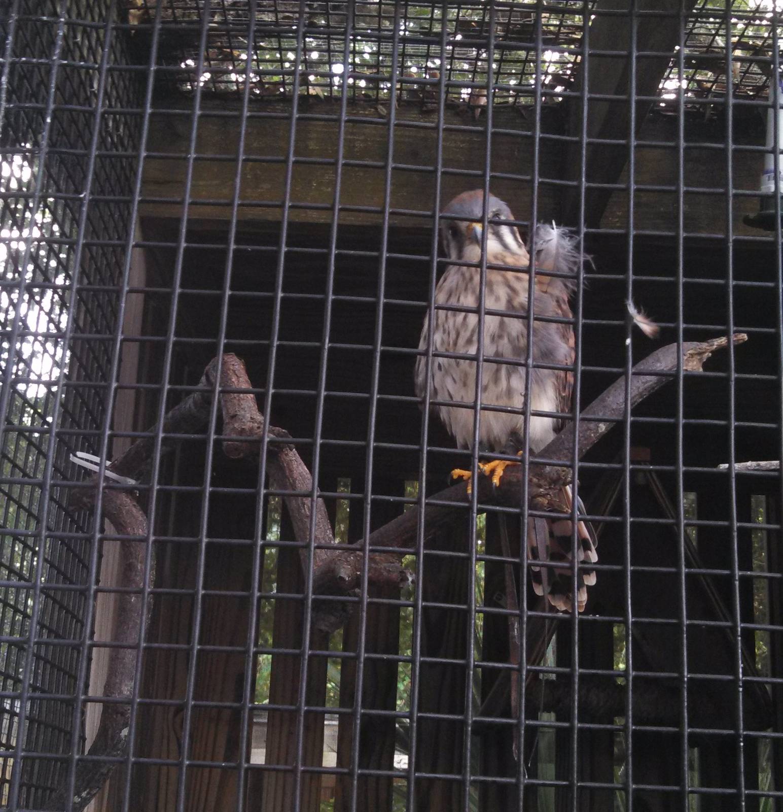 American Kestrel