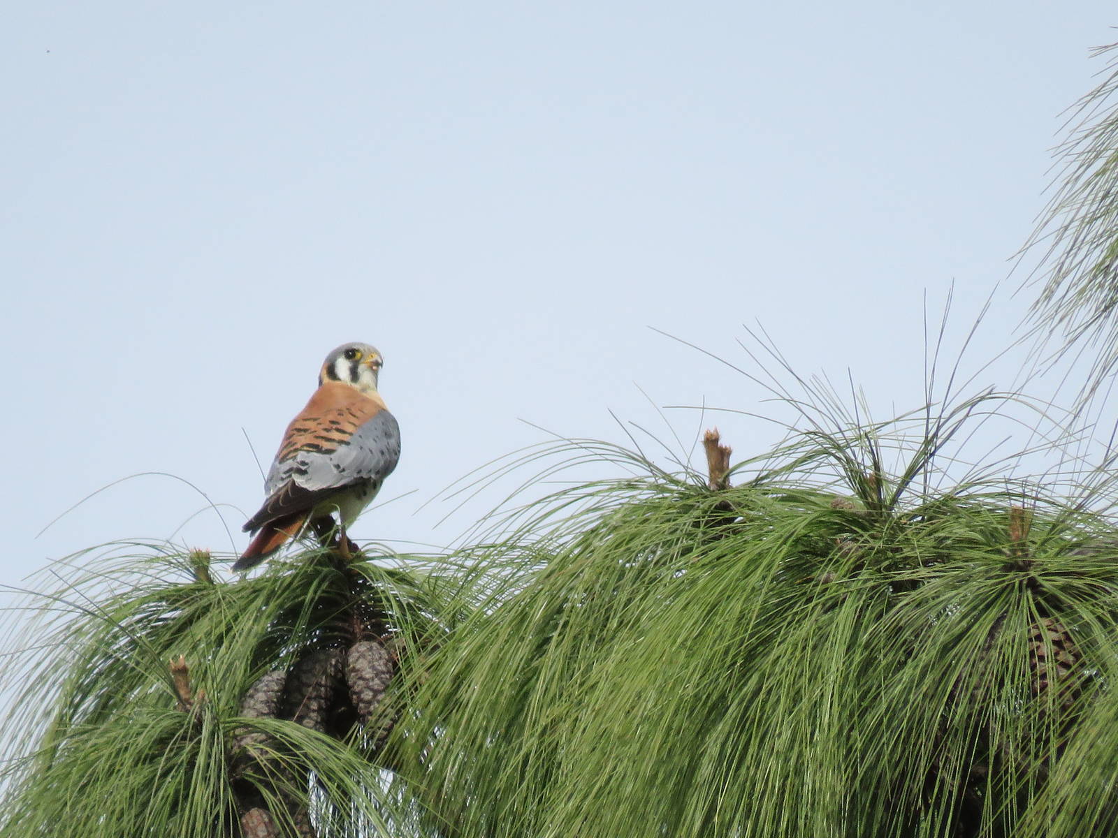 American Kestrel