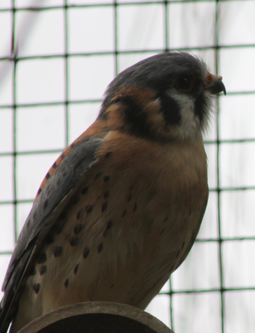 American kestrel