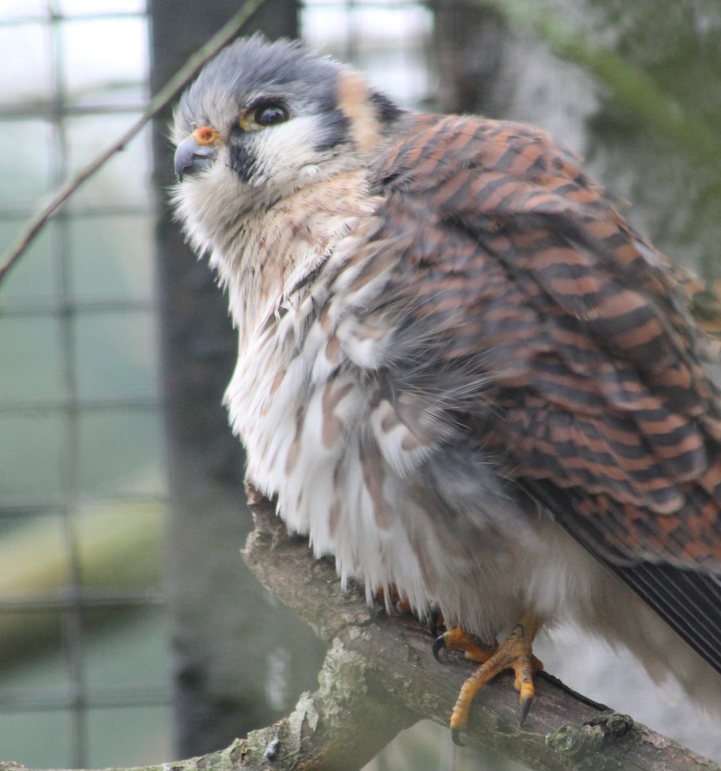 American kestrel