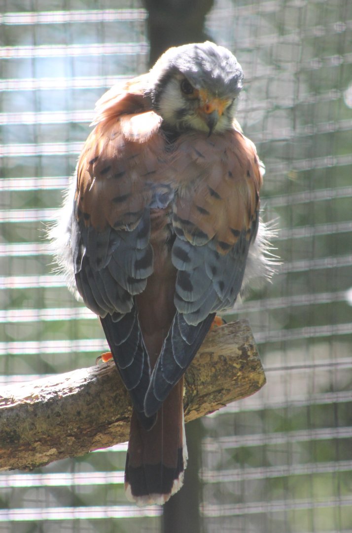 American kestrel