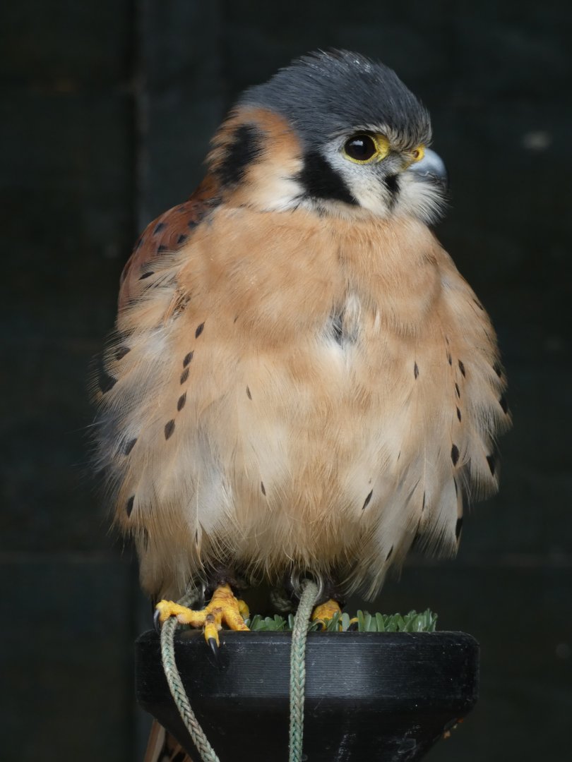 American Kestrel