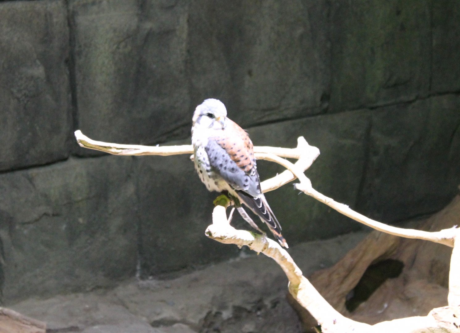 American kestrel