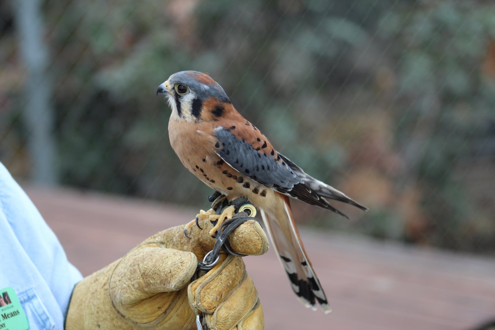 American Kestrel