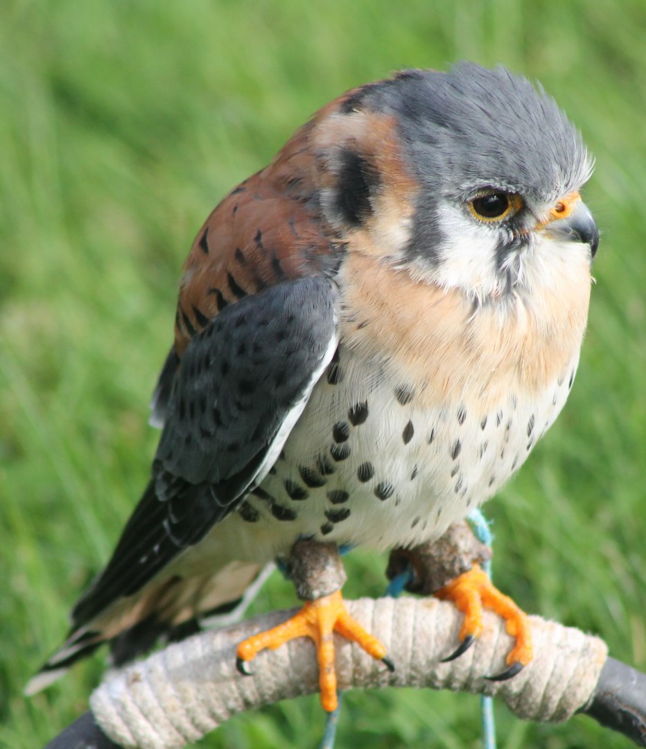American kestrel