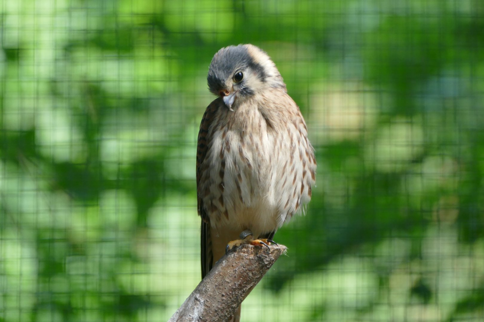 American kestrel