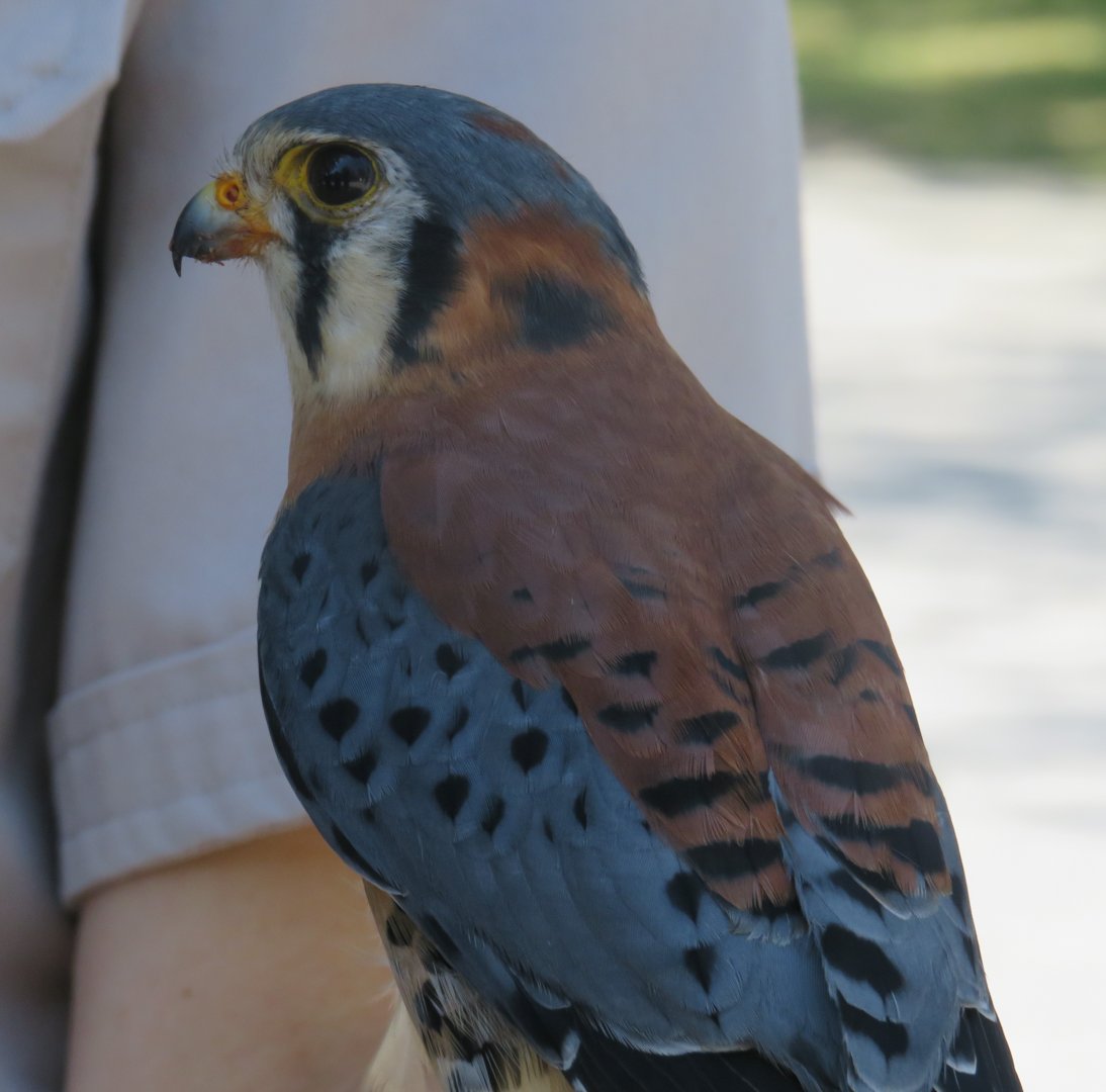 American kestrel