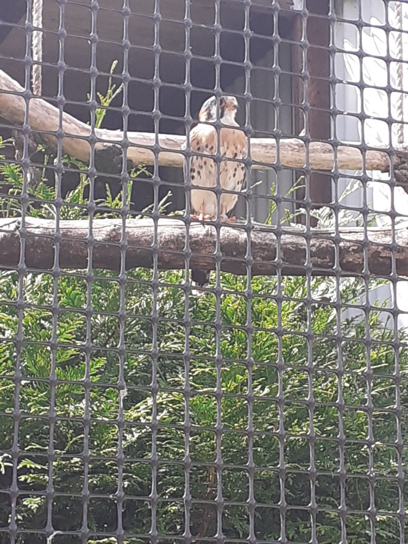 American kestrel