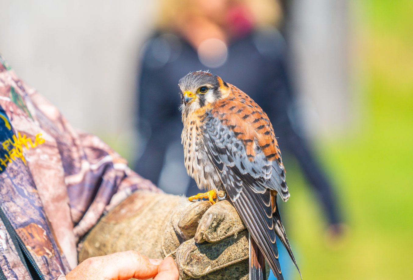 American Kestrel