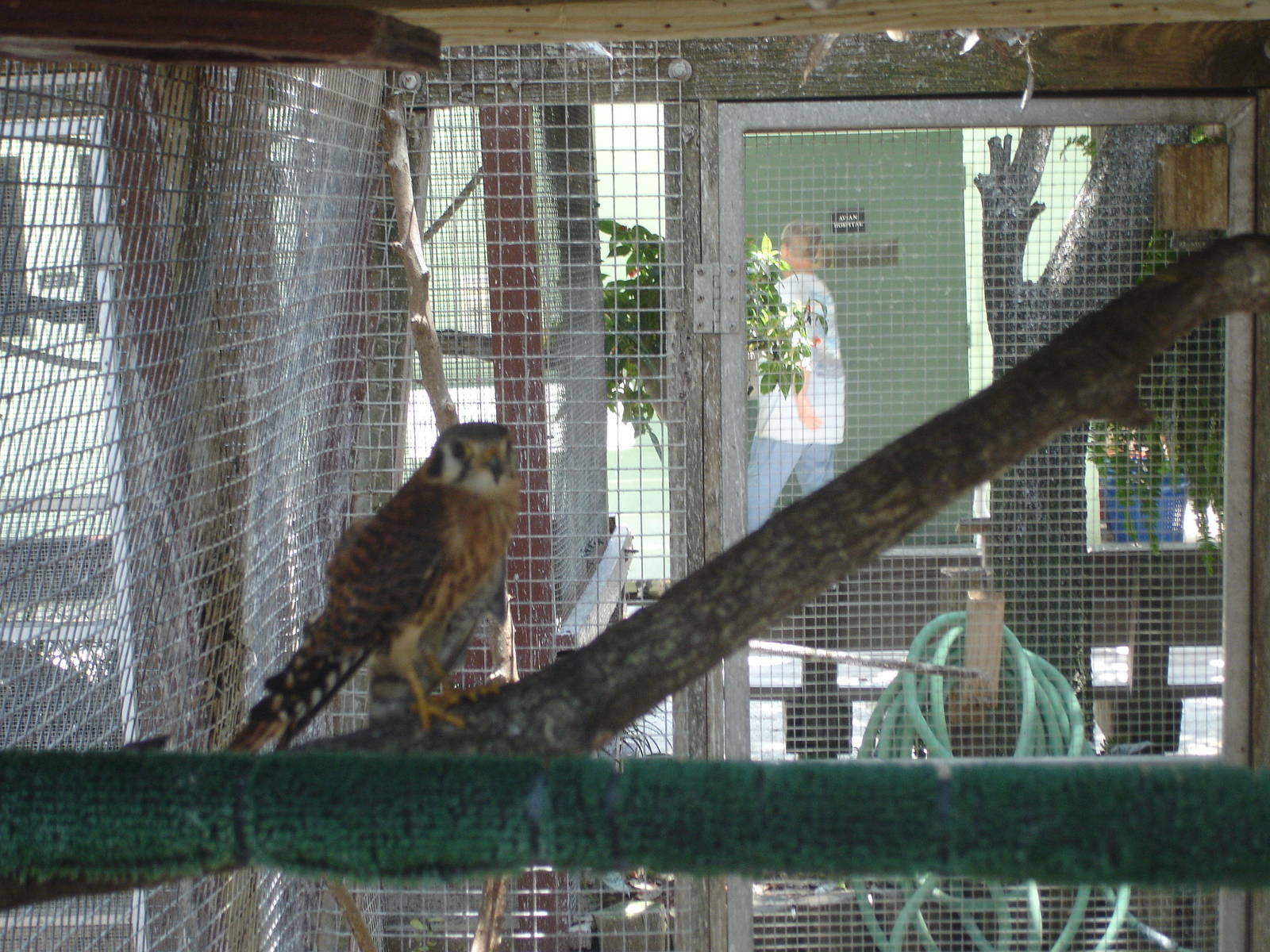 American Kestrel