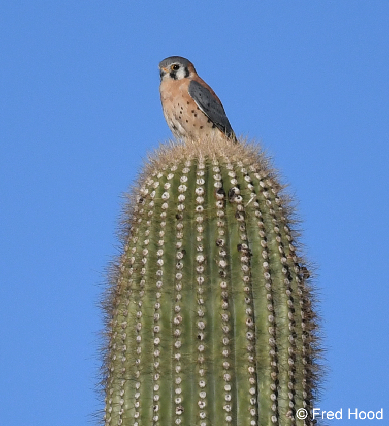 american kestrel