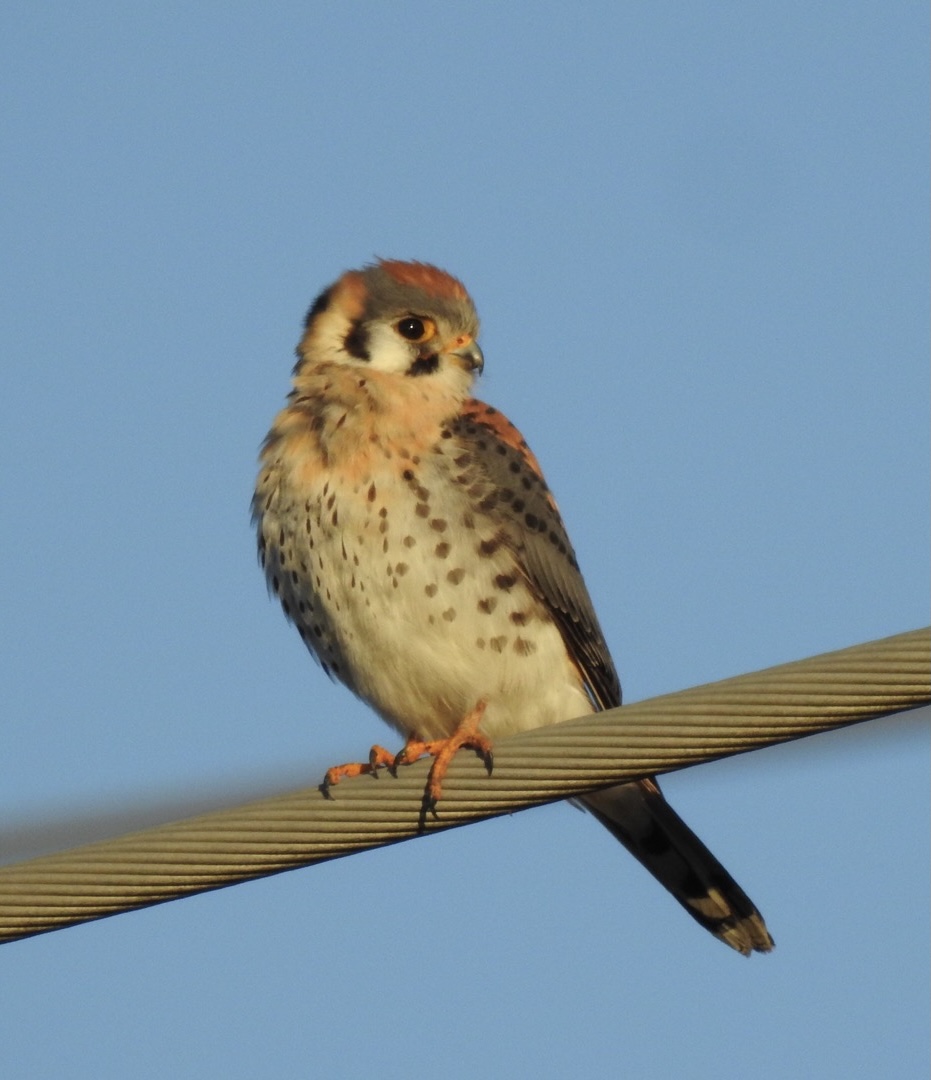 American Kestrel
