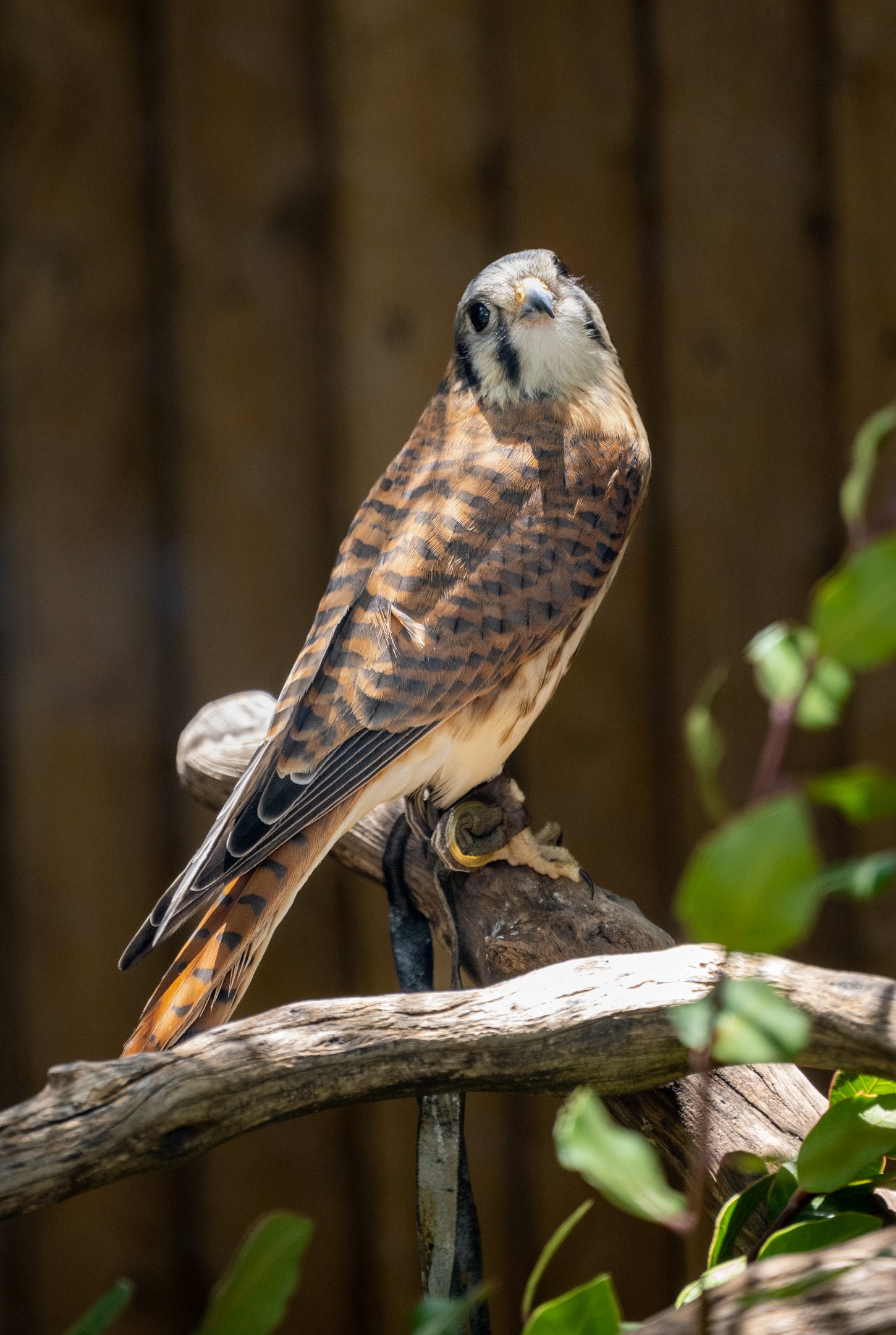 American Kestrel