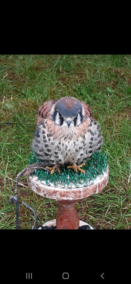 American kestrel