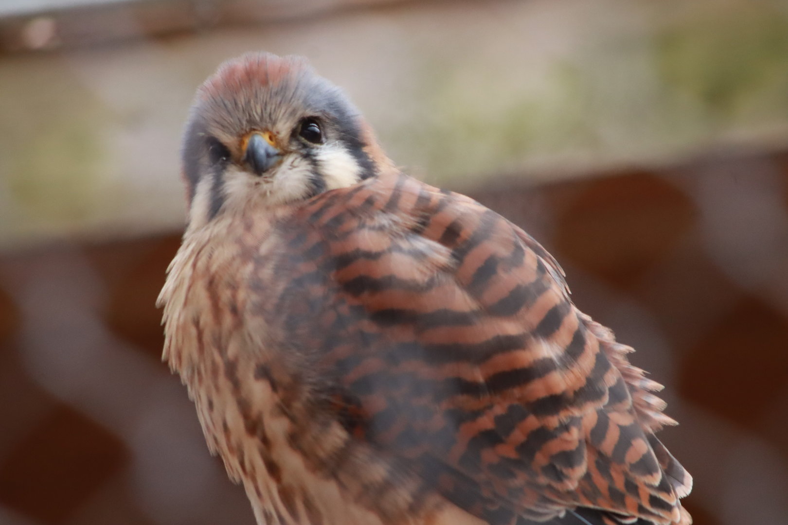 American Kestrel