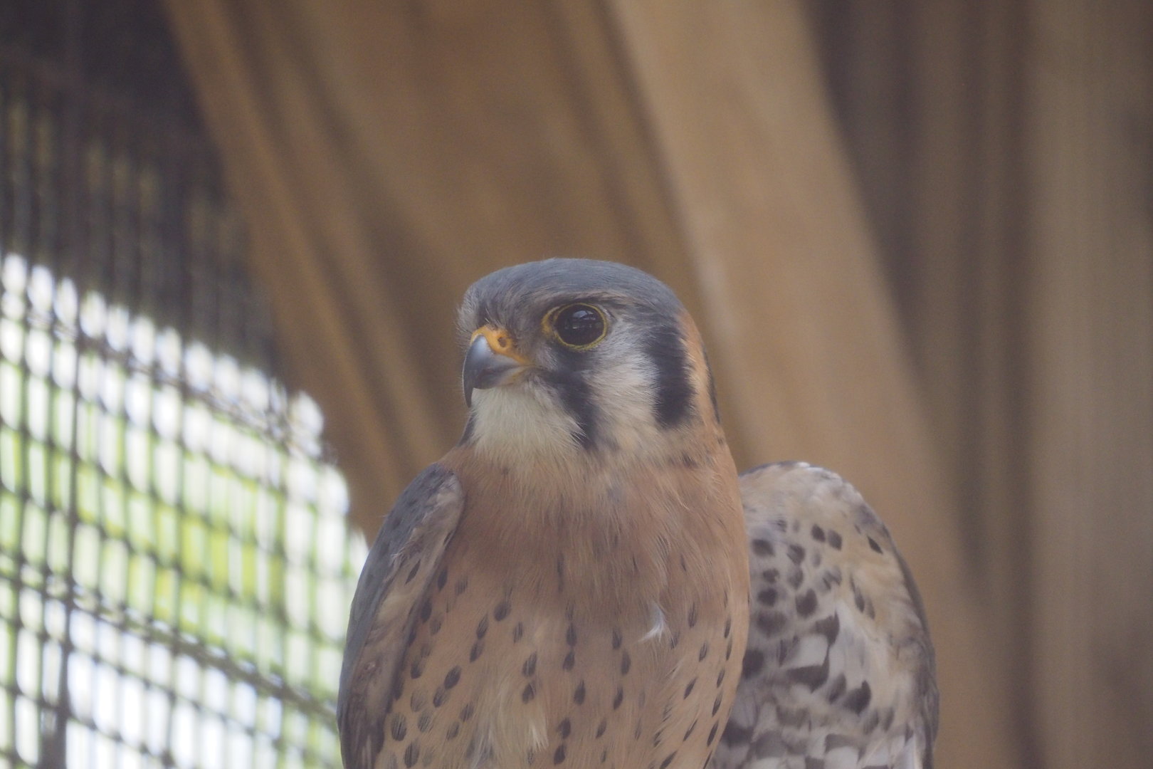 American Kestrel